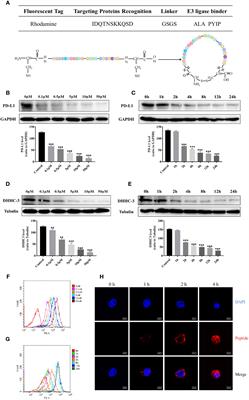 A cyclic peptide-based PROTAC induces intracellular degradation of palmitoyltransferase and potently decreases PD-L1 expression in human cervical cancer cells